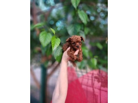 Toy poodle köpeğimiz antalya