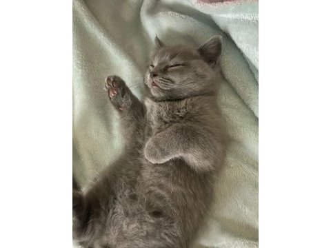 2 aylık british shorthair yavrum yeni yuvasını bekliyor