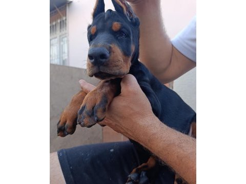 A şecere üst düzey doberman