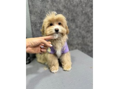 Ruhsatli çiflikten özel maltipoo yavrulari ıstanbul