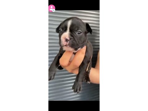 French bulldog yavrular