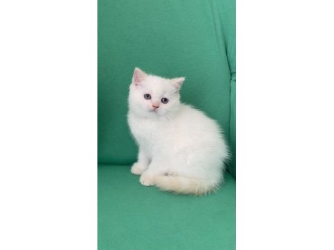 Safkan british shorthair bebeklerim