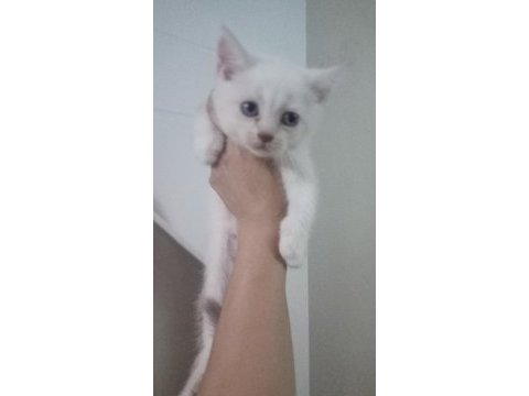 Sevimli scottish fold kediciklerim
