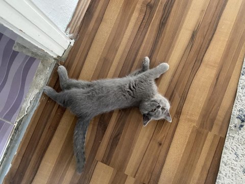 Britsh shorthair yavrularımız