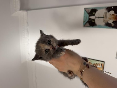 British shorthair dişi yavru
