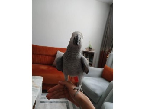 8 aylık jako papağanı