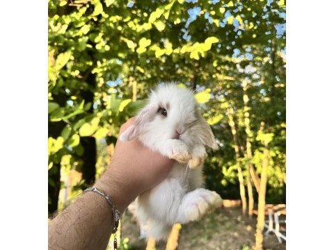 Hollanda teddy lop tavşan yavrular