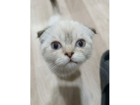 Scottish fold 2,5 aylık