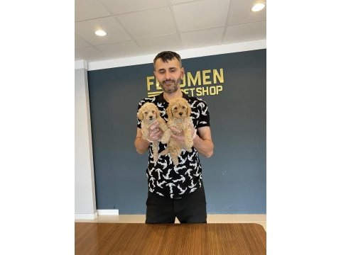 Wc eğtimli maltipo yavrular toy poodle yavrular ankara