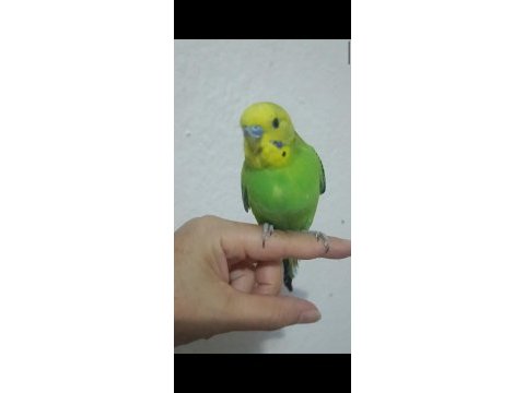 Yavru muhabbet kuşu