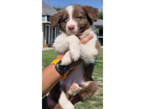 Birinci sınıf safkan border collie yavruları 