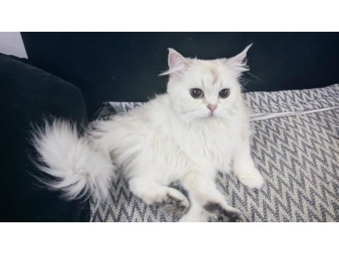 3 yaşında safkan dişi british longhair