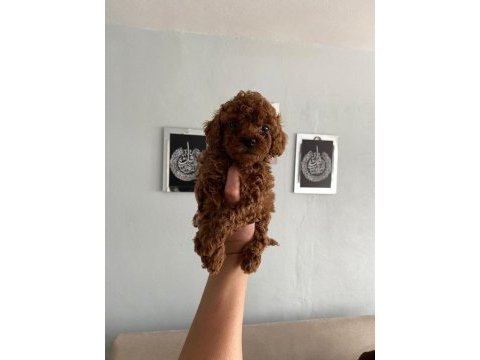 Toy poodle yavrular orijinal ev doğumlu