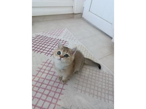 British shorthair ny 11 golden