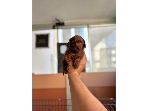 Anne toy baba kore en koyu red brown poodle bebişler