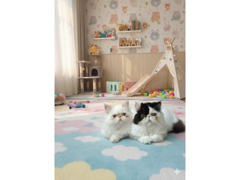 Persian dişi 8 aylık