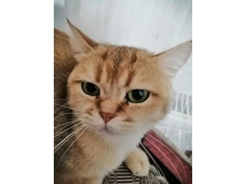 Güzel gözlü british shorthair kızımızı ücretsiz