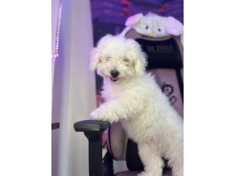 Bichon frise yavru