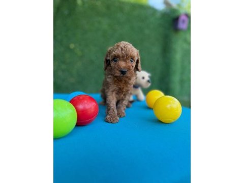 Bu minik poodle size çok yakışacak