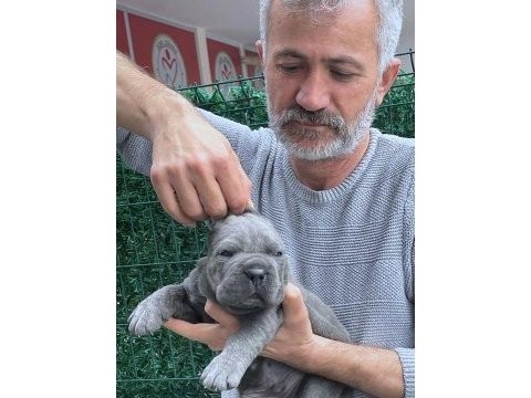 Fcı-kıf secereli safkan cane corso köpekler