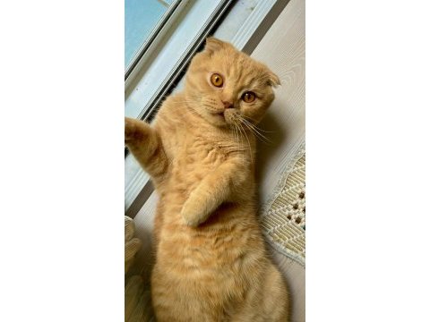 Ücretsiz sahiplendirme scottish fold