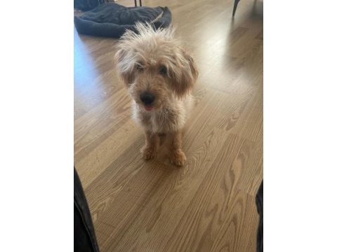 Tüm aşıları yapılmış maltipoo cinsi köpeğimiz