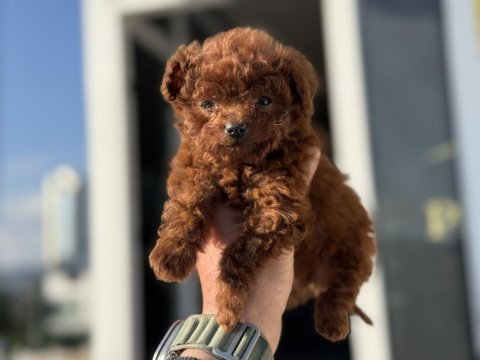 Petmode köpek çiftliğinden tea cup kore poodle