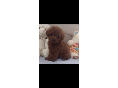 Sizi bekleyen toy poodle afacanlar