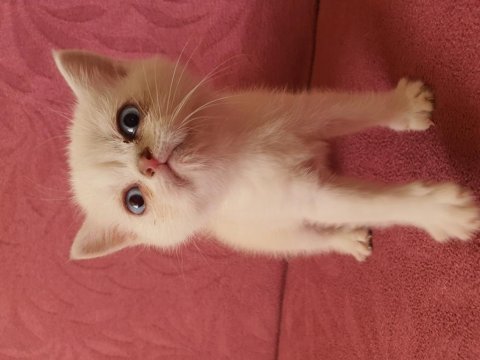 Ev ortamında büyümüş kedimin british shorthair yavrular