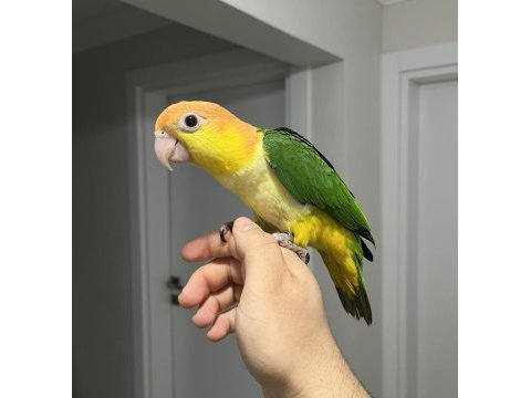 Kusursuz caique isteyenlere lekesiz portakal kafa