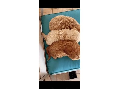 A kalite renk seçimi mevcut maltipoo