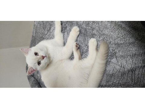10 aylık british shorthair erkek
