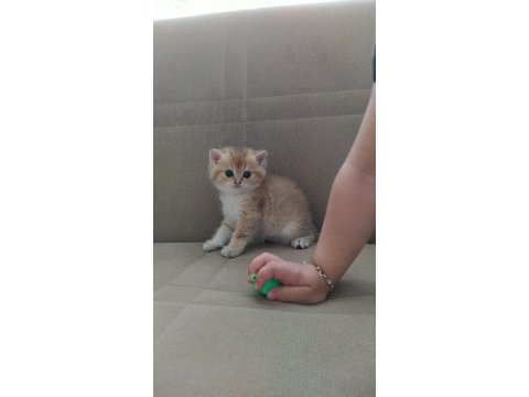Safkan scrli british shorthair
