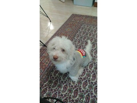 Terrier çipli köpeğimiz