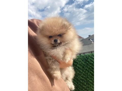 Orange pomeranian boo