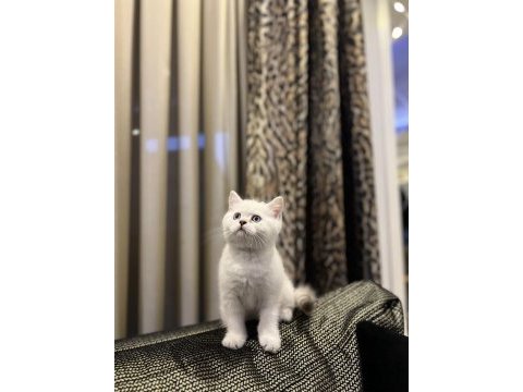 Brıtısh shorthair sılver point yavrularım 