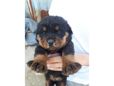 Safkan rottweiler yavruları