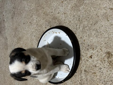 Terrier yavruları 45 günlük
