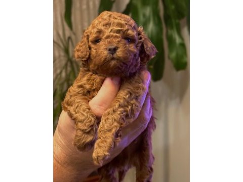 Evimden orjinal toy poodle