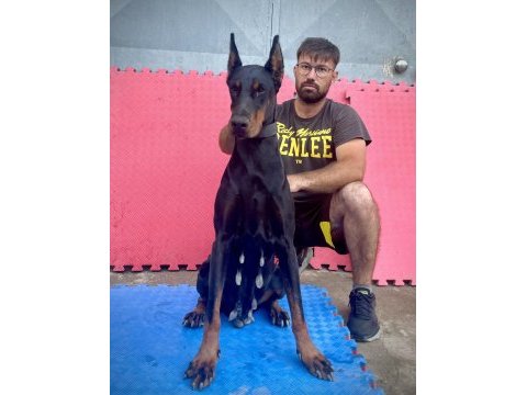 A şecereli doberman