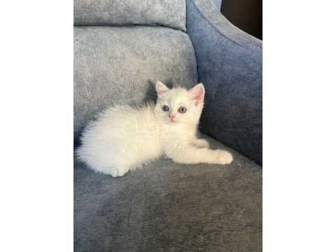 British shorthair silver point 70 günlük