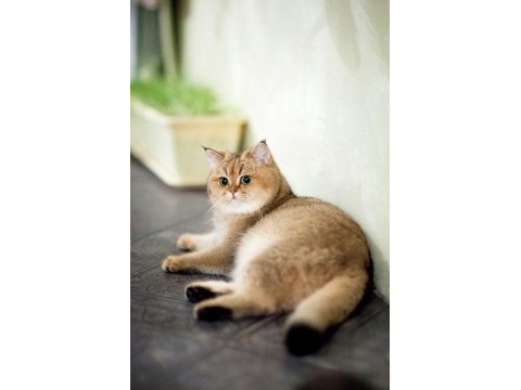 Golden british shorthair ny11 safkan orijinal