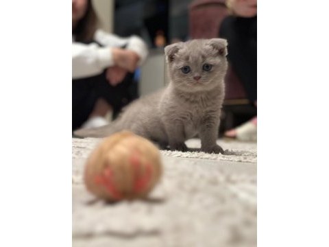 Scottish fold cülide kızıma yuva arıyorum