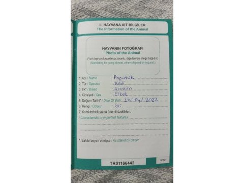 Scottish erkek kedimiz