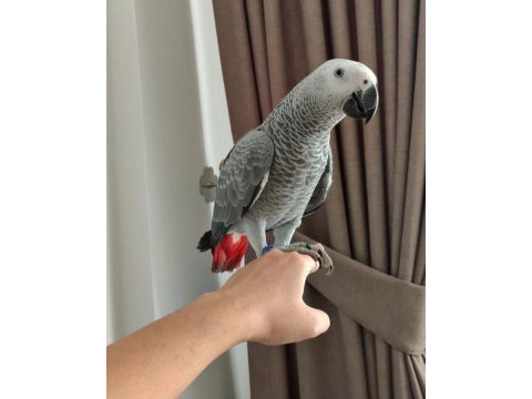 Jako el besleme yavru insana alışkın eğitimli