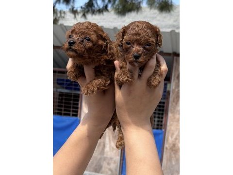 Toypoodle sevimli yavrular 