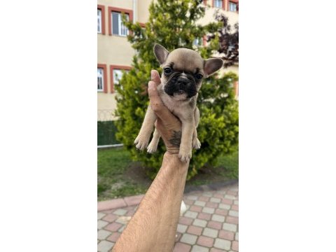 Özel renk french bulldog yavruları
