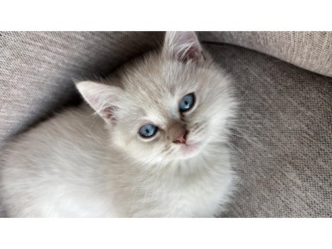 Beyaz british shorthair 2 aylık