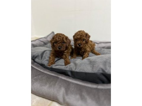 Kore kan red brown toy poodle yavrular
