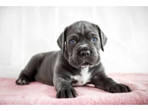 Show kalite cane corso yavrular
